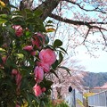 与保呂川沿いの桜（４）