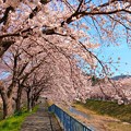 与保呂川沿いの桜（６）