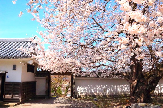 福知山城の桜（７）
