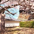 Photos: 福知山城の桜（８）