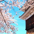 福知山城の桜（９）