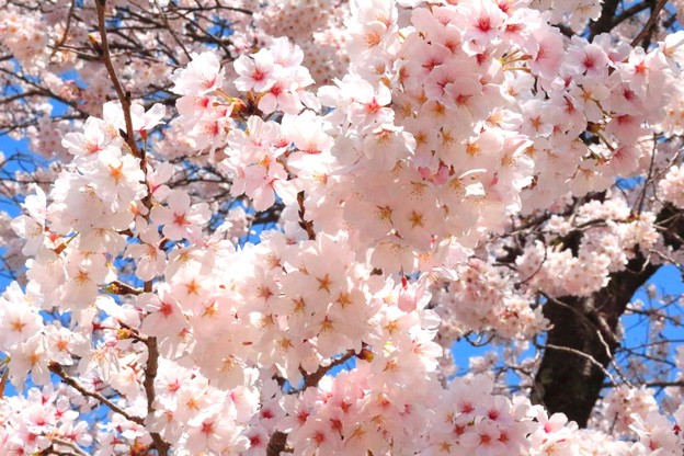 福知山城の桜（１０）