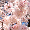 福知山城の桜（１０）