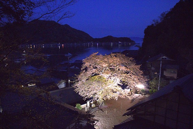 Photos: 海蔵寺の桜