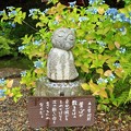 Photos: 観音寺の紫陽花（４）