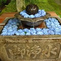 Photos: 観音寺の紫陽花（５）