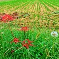 Photos: 稲刈り跡と彼岸花（３）