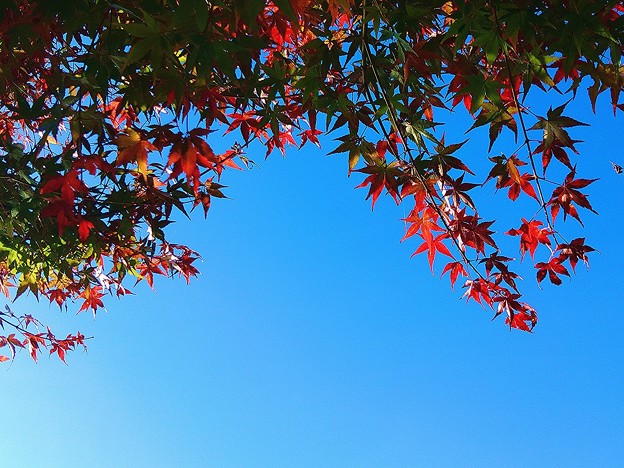 Photos: 青空と紅葉（１）