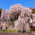 瑠璃寺の枝垂れ桜（１）