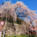 瑠璃寺の枝垂れ桜（２）