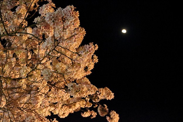 夜桜とお月さん