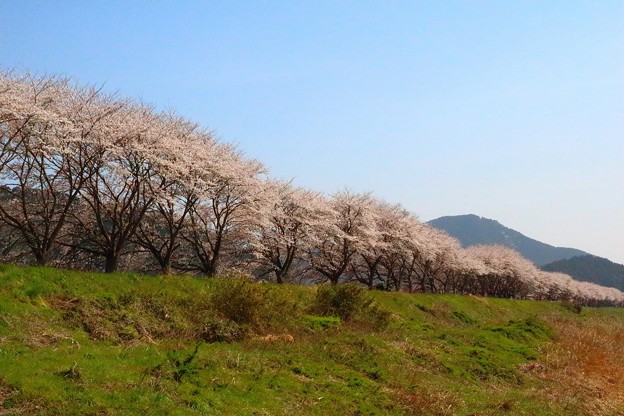 加古川堤防の桜（１）