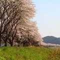 加古川堤防の桜（２）