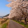 加古川堤防の桜（３）