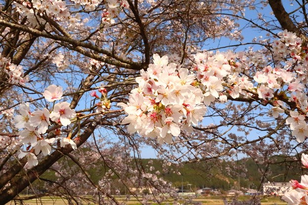 加古川堤防の桜（４）