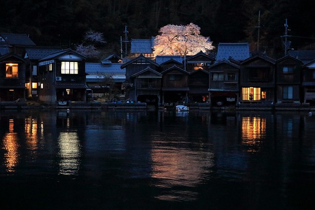 伊根の舟屋と海蔵寺の夜桜