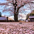 Photos: 散りゆく桜