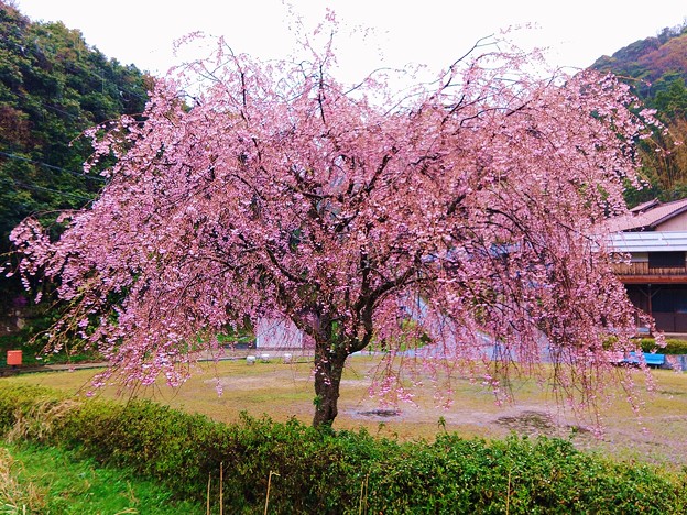 峠集落を見守る桜