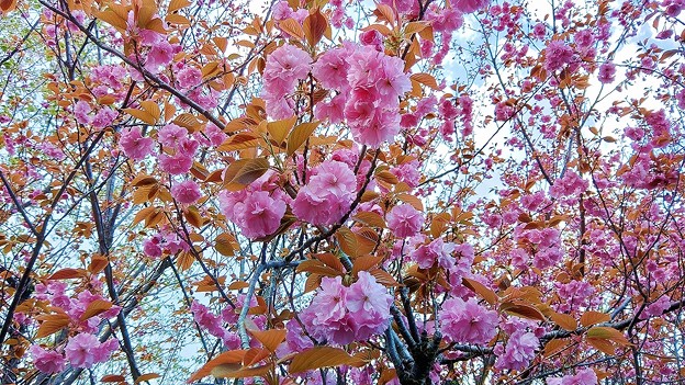 峠道に咲く八重桜（１）