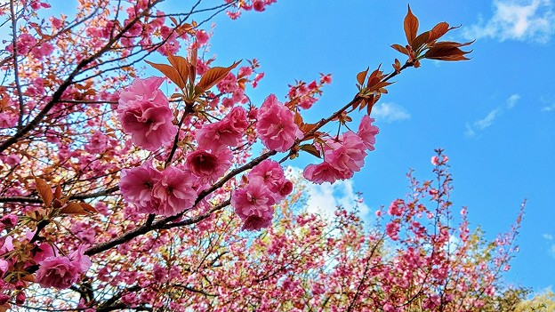 峠道に咲く八重桜（２）