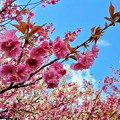 Photos: 峠道に咲く八重桜（２）