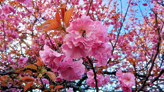 峠道に咲く八重桜（３）