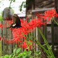 写真: 彼岸花とアゲハ蝶（３）