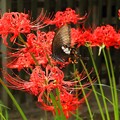 写真: 彼岸花とアゲハ蝶（４）