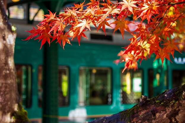 写真: 叡山電車と紅葉（２）