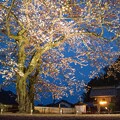 写真: 夜桜（１）