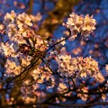 写真: 夜桜（２）