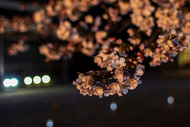 夜桜（３）