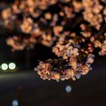 写真: 夜桜（３）