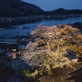写真: 夜桜（４）