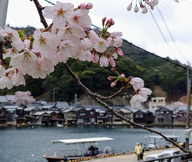 伊根の舟屋と桜（1）