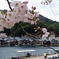 写真: 伊根の舟屋と桜（1）