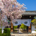 写真: 勅願寺門前の桜