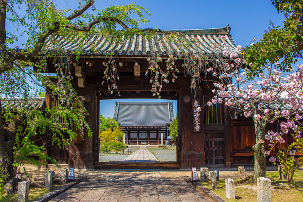 妙覚寺門前の桜（１）