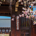 写真: 妙覚寺門前の桜（２）