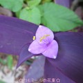 Photos: 紫御殿
