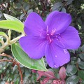 Photos: 紫紺野牡丹