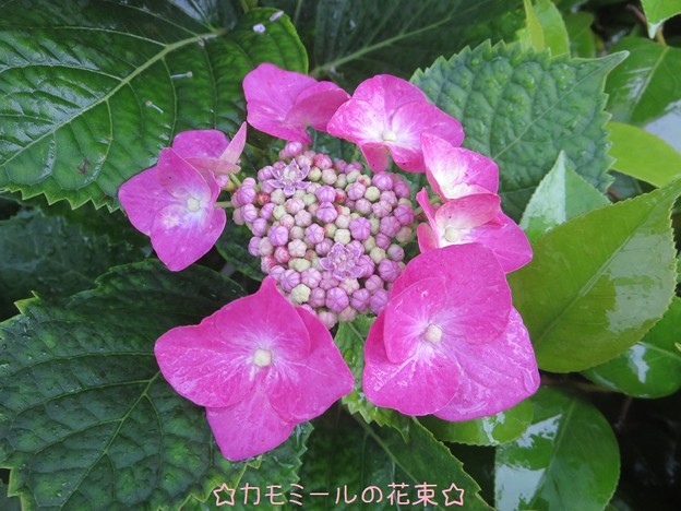 写真: 額紫陽花