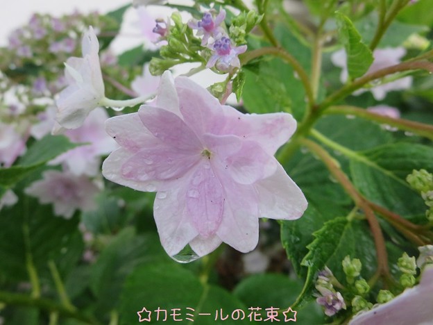 隅田の花火～紫陽花