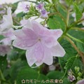 隅田の花火〜紫陽花