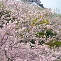 写真: 城と桜