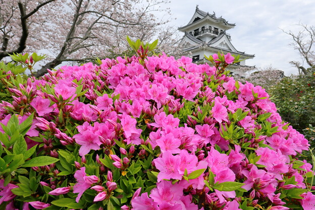 写真: ツツジと桜と城