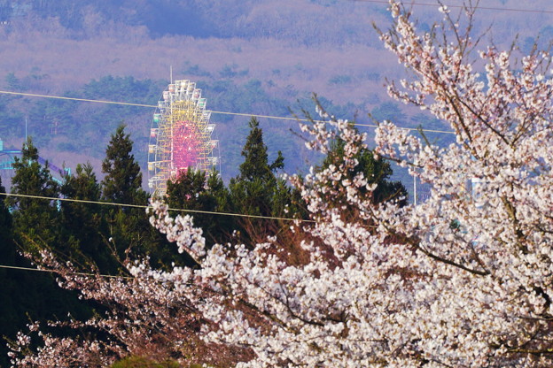 Photos: 桜と観覧車