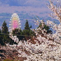 写真: 桜と観覧車