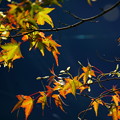 Photos: 秋の始まり