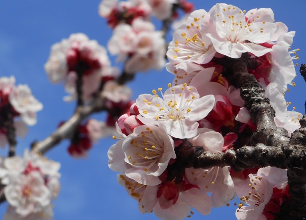 写真: 杏子（ｱﾝｽﾞ）の花＠桜並木21.3.8